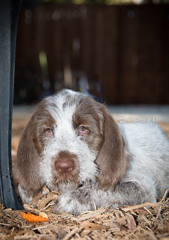 Spinone Italiano 9周大的可爱小狗dog_3